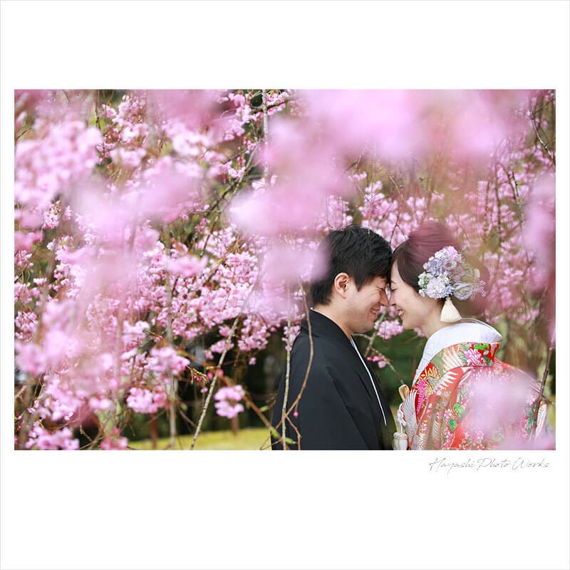 京都の桜で前撮り撮影